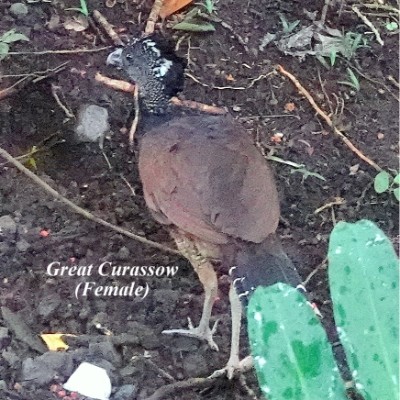 Great Curassow